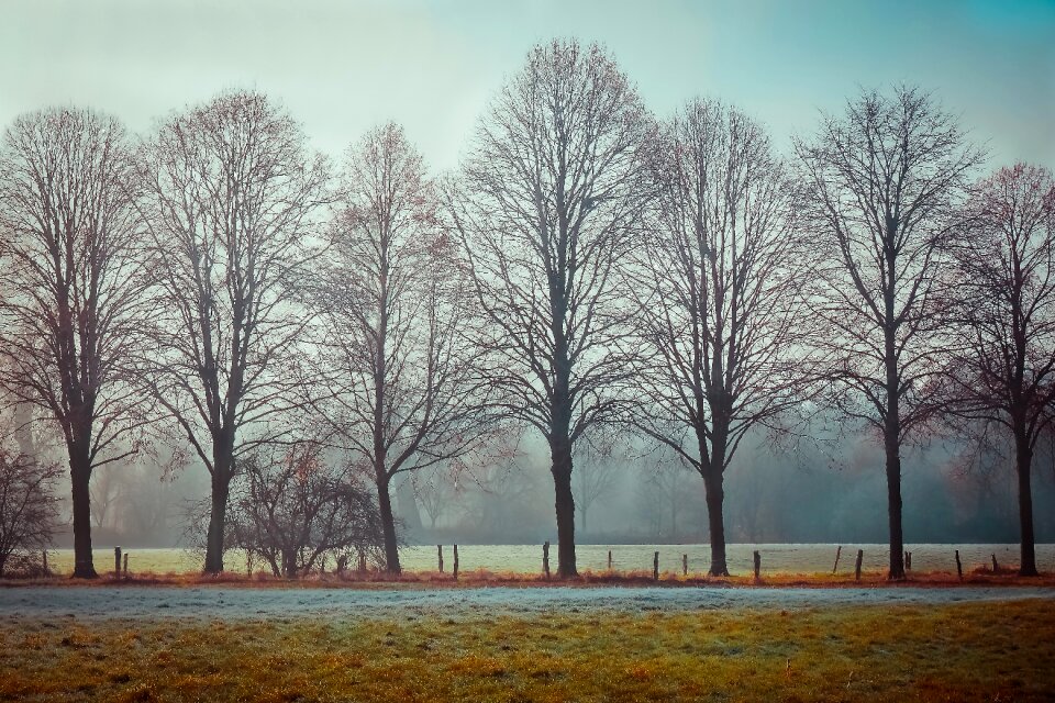 Mood trees atmosphere
