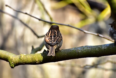 Sperling animal nature photo