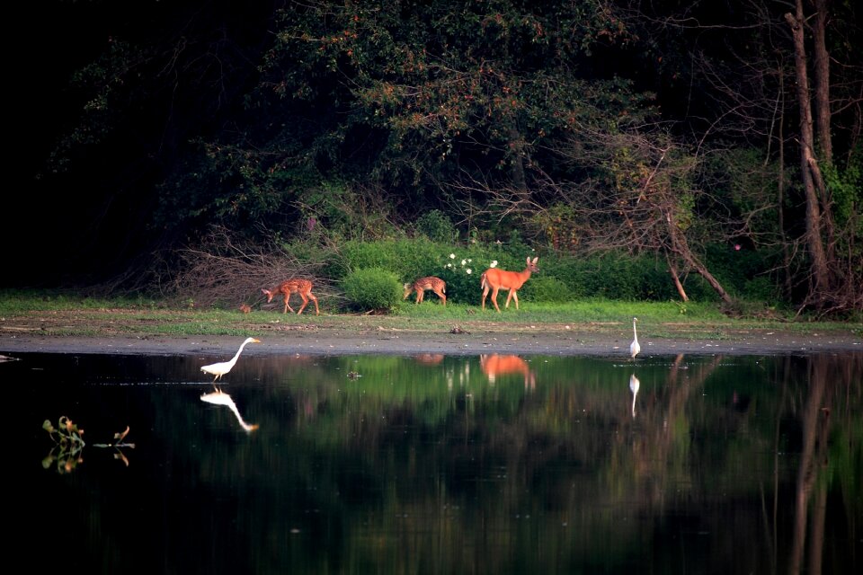 Wildlife nature scene