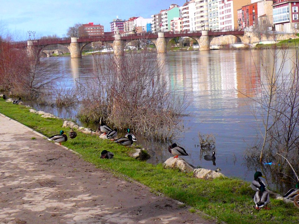 Miranda de Ebro - Río Ebro 21