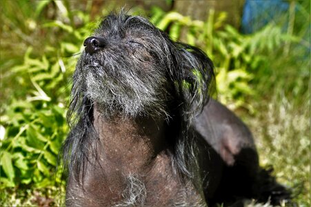 Hairless dog basking getting some sun
