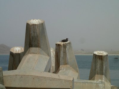Mirbat-resting bird