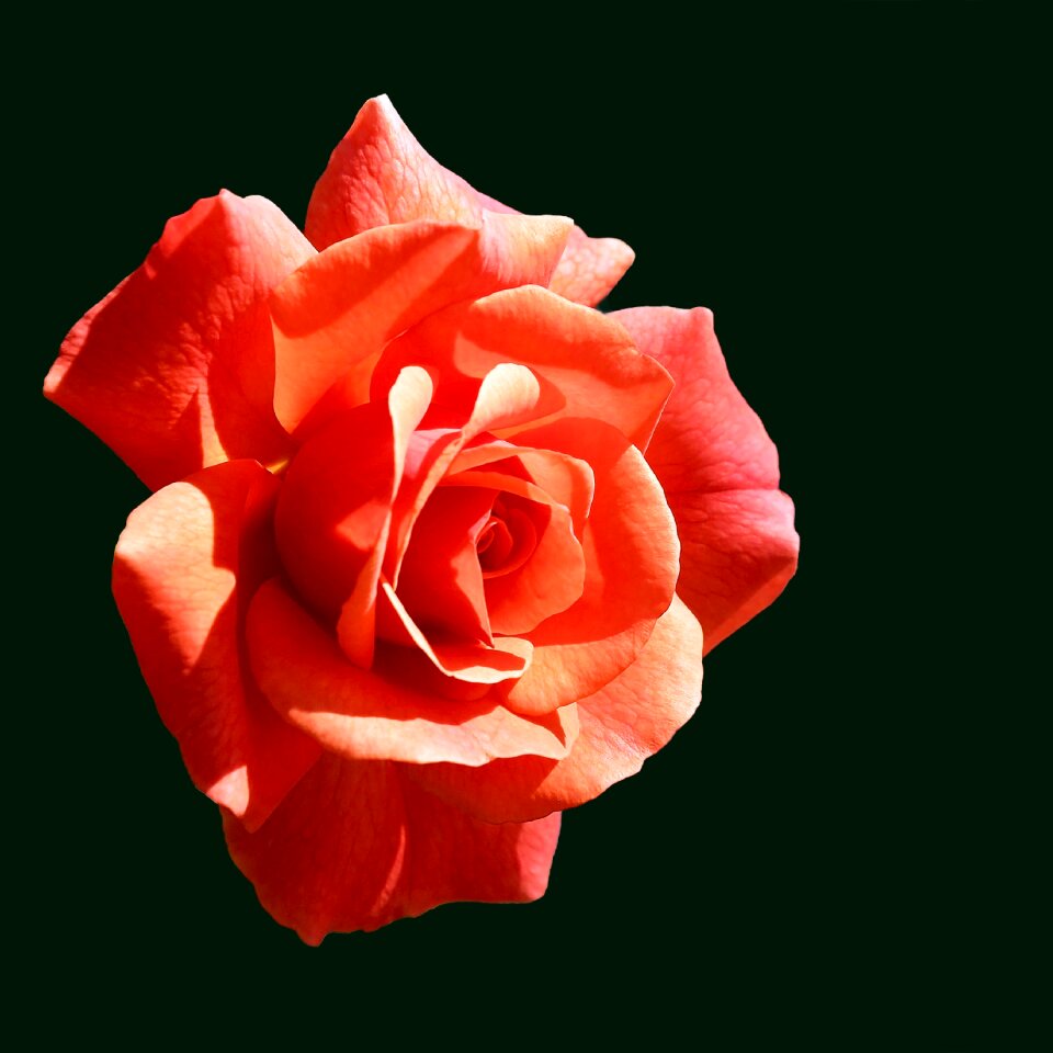 Blossom bloom flower