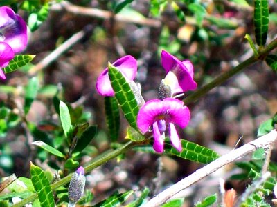 Mirbelia rubiifolia Towlers Bay Track