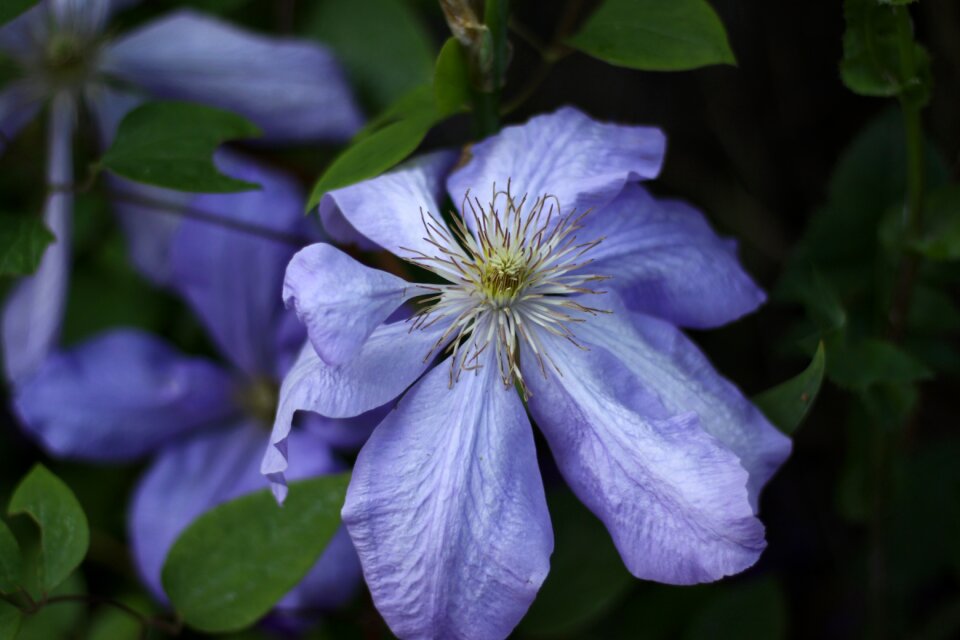 Flower petals nature