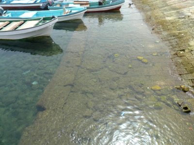 Mirbat-harbour-fish