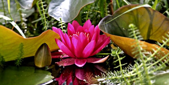 Blossom bloom pond photo