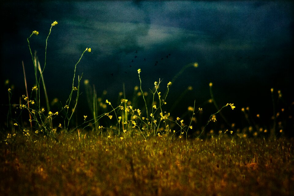 Spring flower nature green