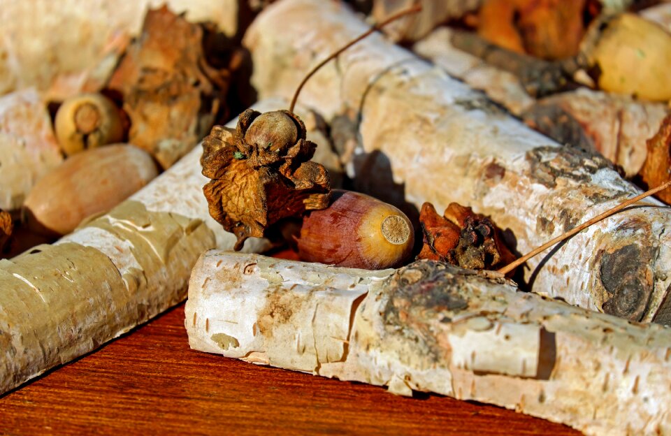 Infected galls german oak