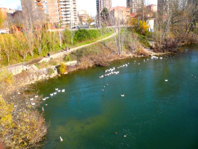 Miranda de Ebro - Río Ebro desde el Puente Nuevo 04