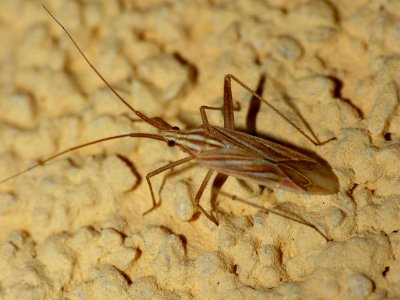 Miridius quadrivirgatus