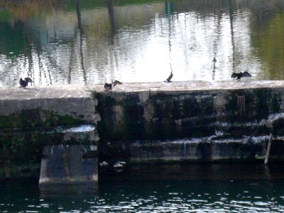 Miranda de Ebro - Río Ebro desde el Puente Nuevo 08