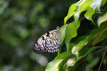 Idea leuconoe tropical nature photo