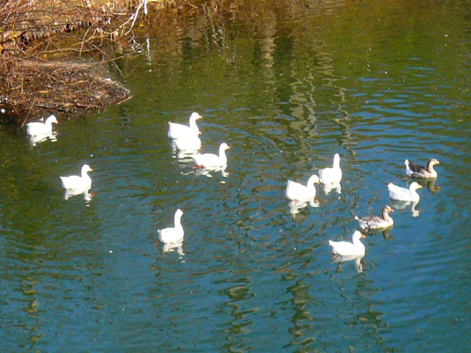 Miranda de Ebro - Río Ebro desde el Puente Nuevo 02