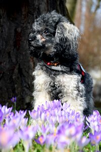 Crocus flower spring