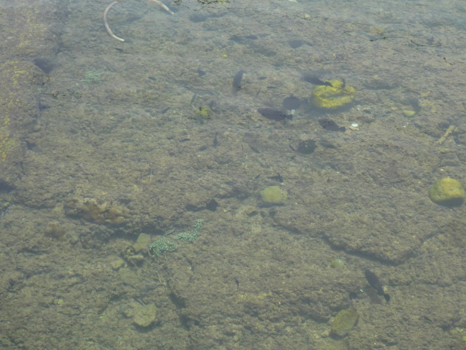 Mirbat-harbour-fish2