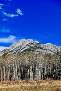 Trees nature wilderness