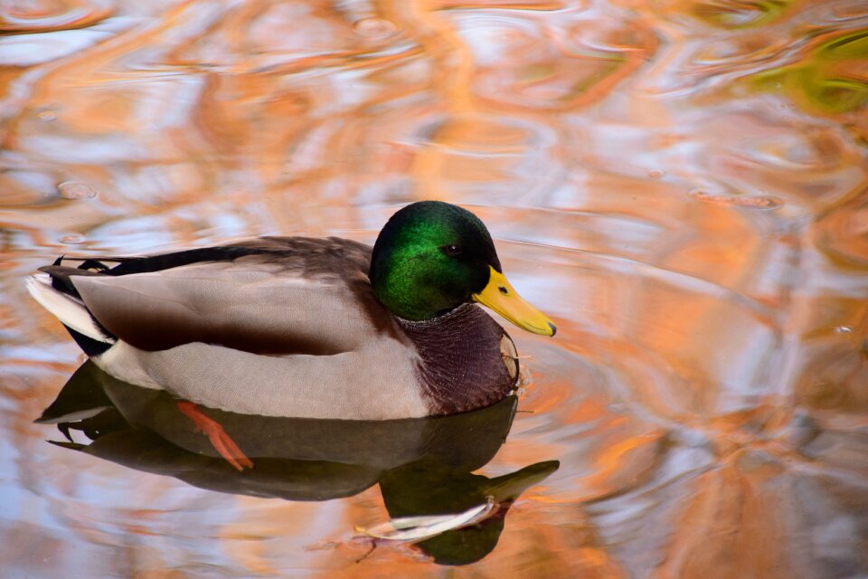 Bird water bird pond