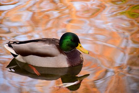 Bird water bird pond