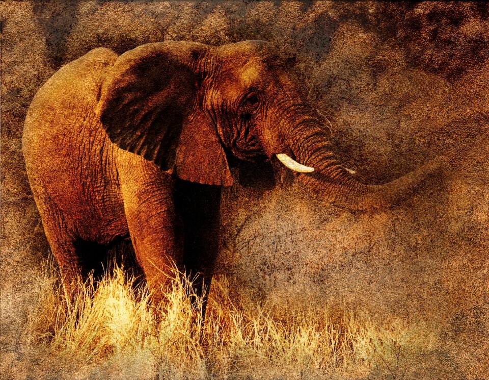 Abstract vintage nature