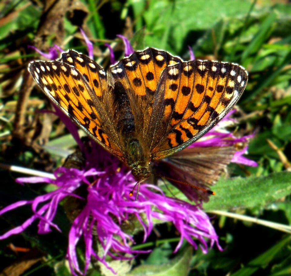 Fritillary blossom bloom