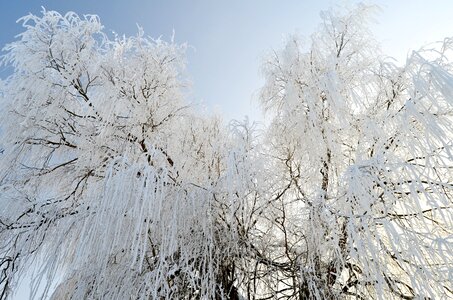 White frozen tree