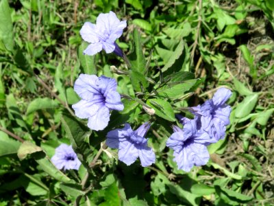 Minnie root (Ruellia tuberosa) 1