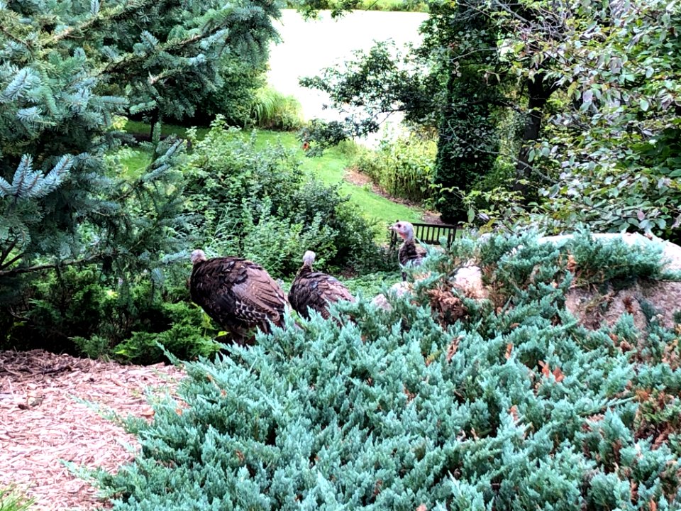 Minnesota Landscape Arboretum Sept 2019 16 - turkeys