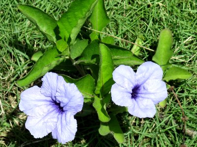 Minnie root (Ruellia tuberosa) 3