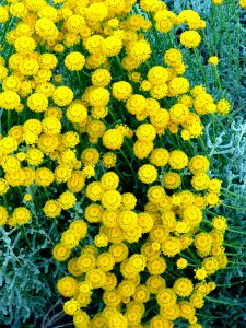 Miranda de Ebro - Centro de Interpretación de la Miranda Antigua (CIMA), Jardín Botánico 31