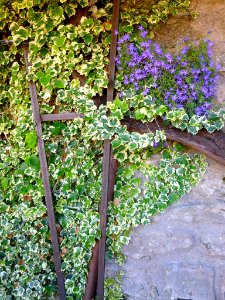 Miranda de Ebro - Centro de Interpretación de la Miranda Antigua (CIMA), Jardín Botánico 30