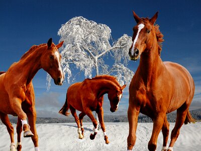 Snow play paddock photo