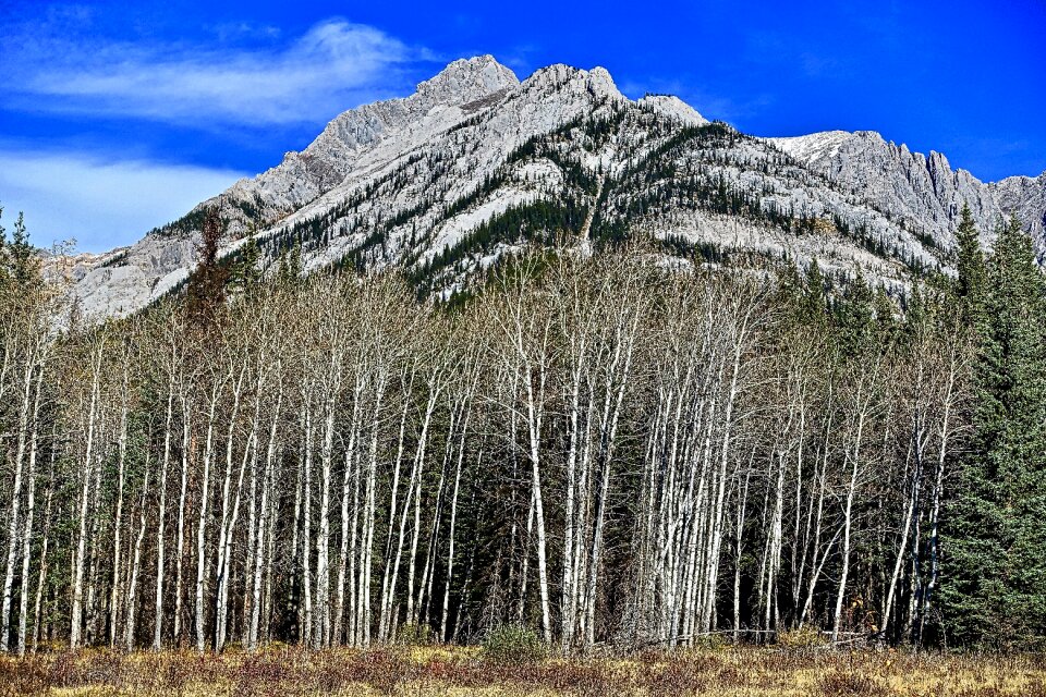 Trees nature wilderness
