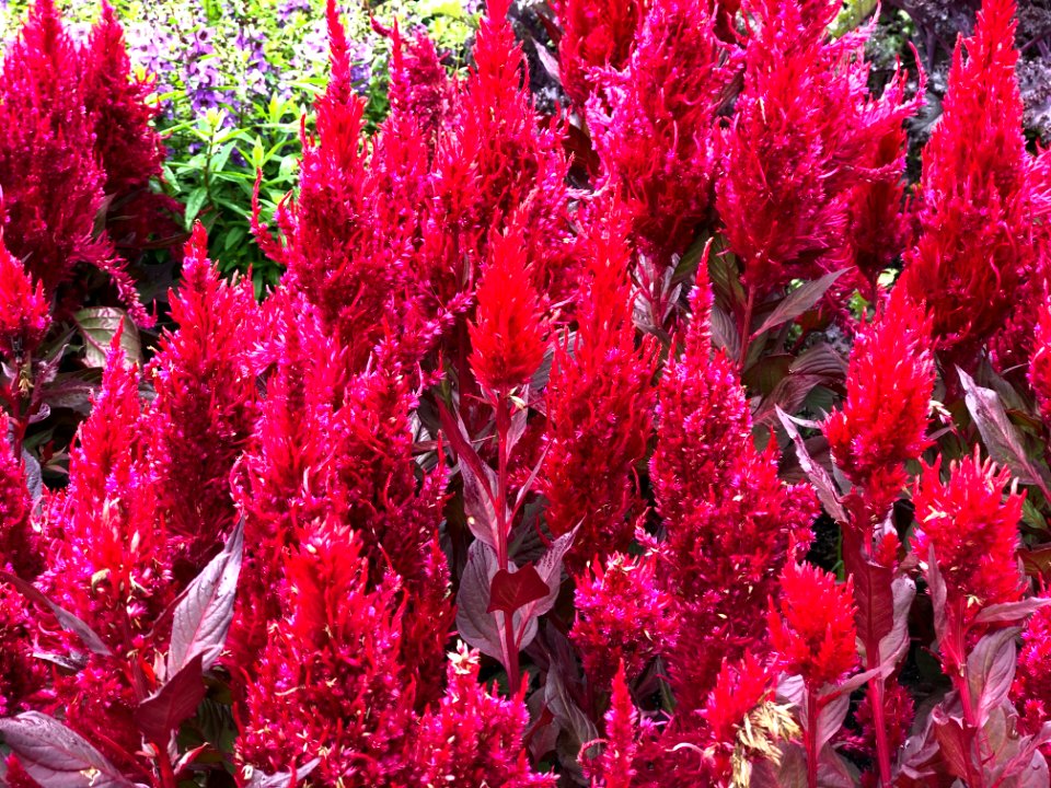 Minnesota Landscape Arboretum Sept 2019 12