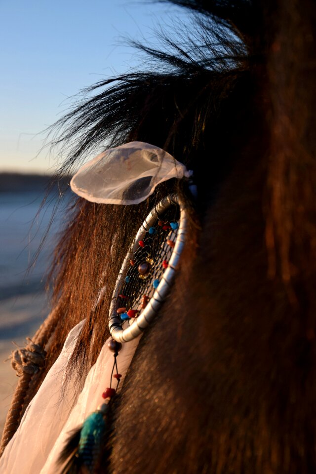 Neck horse brown