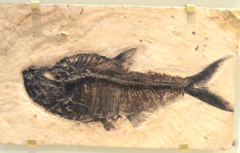 Mioplosus labracoides, Wyoming, USA, Early Eocene - Royal Ontario Museum - DSC00121