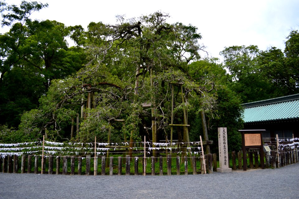 Mishima-taisha kinmokusei