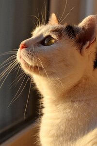 Creature pet white cat