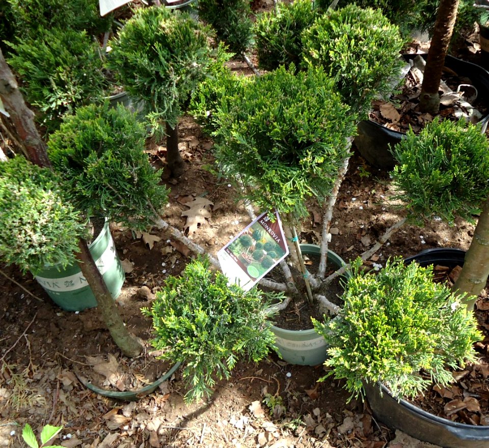 Mint Julep Juniper III plants growing in NJ in April