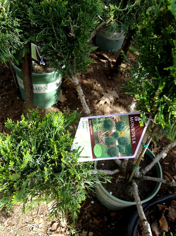 Mint Julep Juniper plants growing in NJ in April