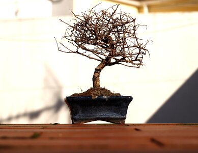Branches autumn plant