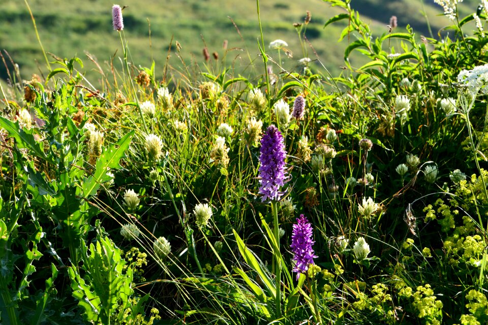 Spring flowers plant flowers