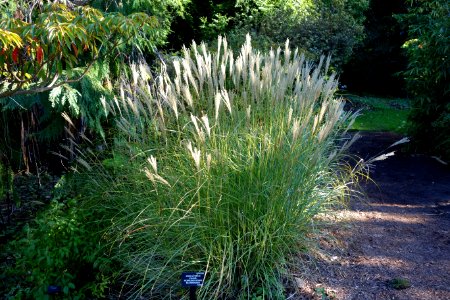 Miscanthus sinensis (Miscanthus transmorrisonensis) - San Francisco Botanical Garden - DSC09970 photo