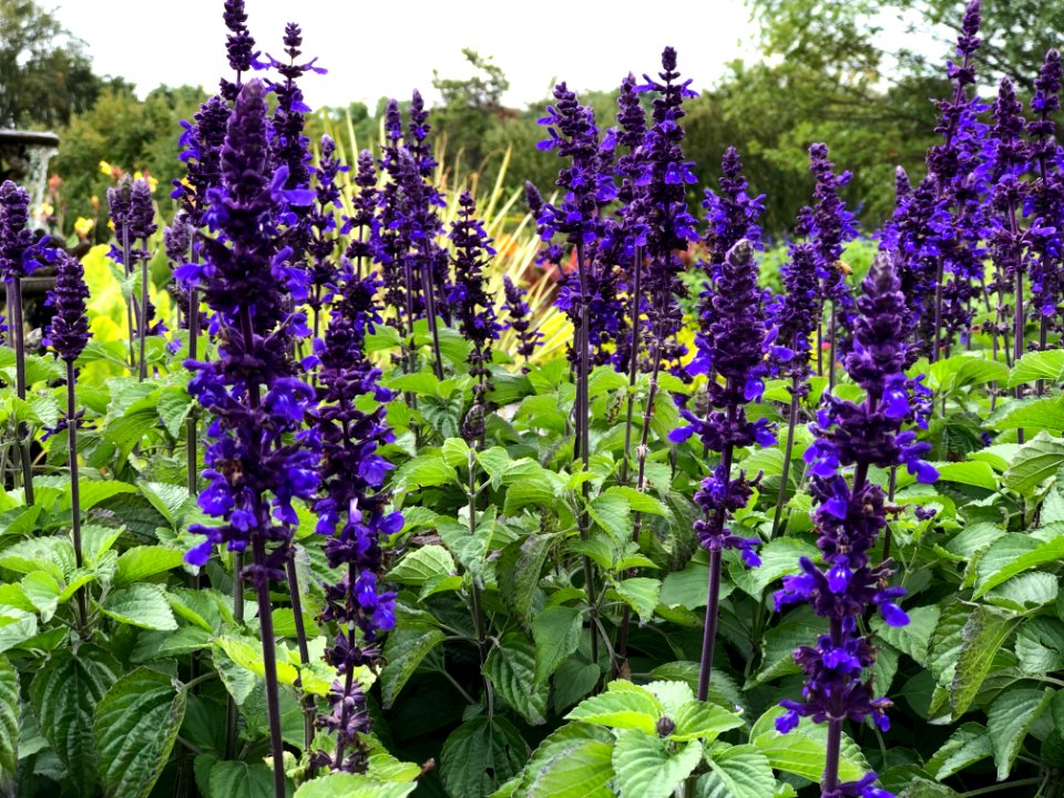 Minnesota Landscape Arboretum Sept 2019 09