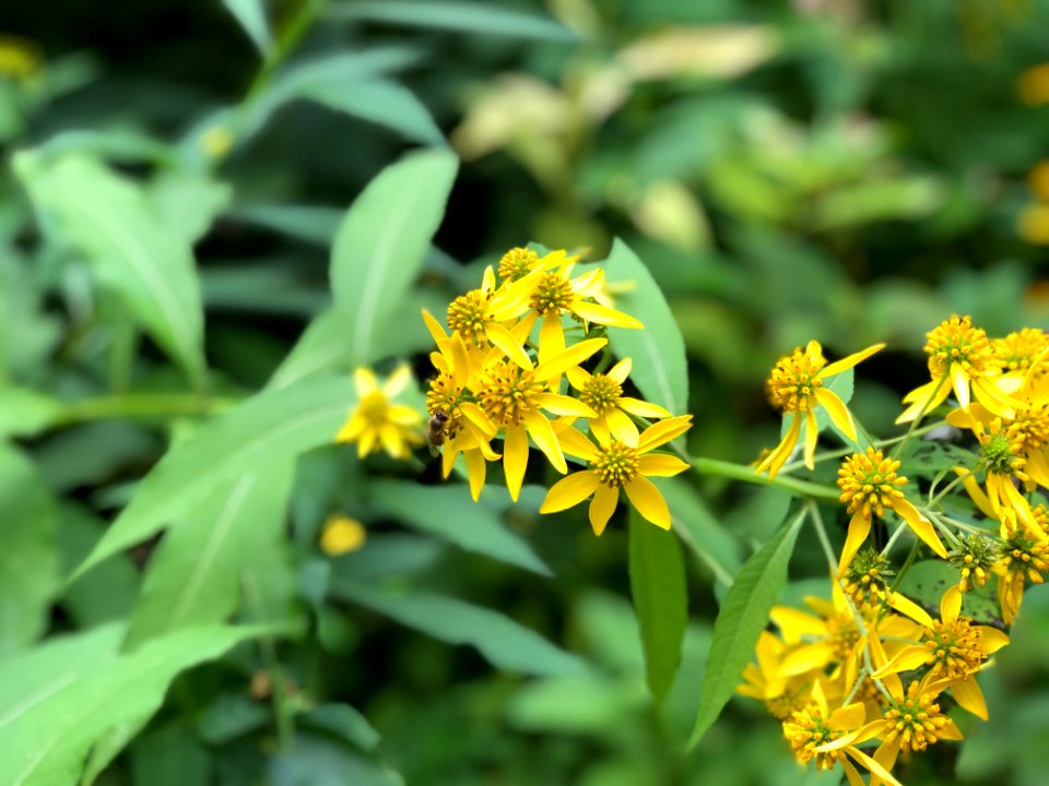 Minnesota Landscape Arboretum Sept 2019 06