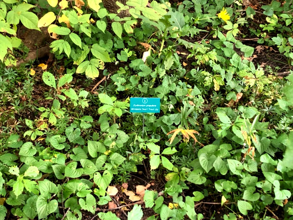 Minnesota Landscape Arboretum Sept 2019 05 - Erythronium propullans