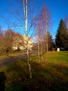 Miskukis (Jonava city, Miskininku Str.)