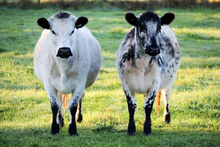 Farm rural cattle photo