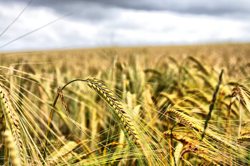 Agriculture crop summer
