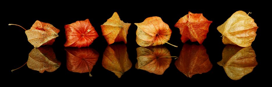 Decoration leaves withered orange